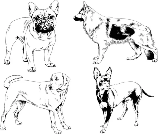Vector Drawings Sketches Pedigree Dogs Cats Drawn Ink Hand Objects — Stock Vector