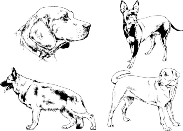 ベクターの絵は手描きでインクで描いた血統の犬や猫 背景のないもの — ストックベクタ