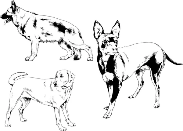 Disegni Vettoriali Schizzi Pedigree Cani Gatti Disegnati Mano Con Inchiostro — Vettoriale Stock