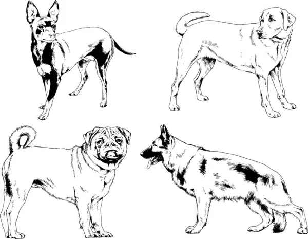 Desenhos Vetoriais Esboços Pedigree Cães Gatos Desenhados Tinta Mão Objetos —  Vetores de Stock