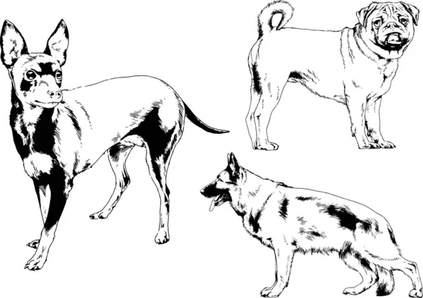 Desenhos Vetoriais Esboços Pedigree Cães Gatos Desenhados Tinta Mão Objetos —  Vetores de Stock