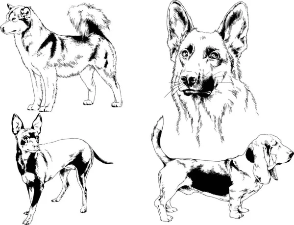 Gambar Vektor Sketsa Silsilah Anjing Dan Kucing Digambar Dengan Tinta - Stok Vektor