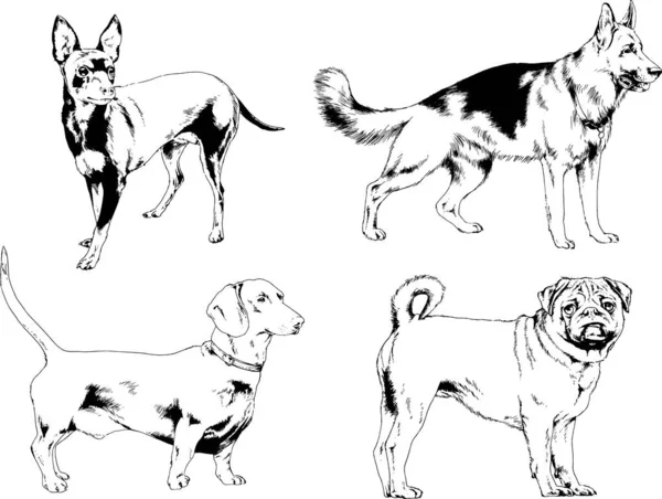 Dibujos Vectoriales Bocetos Pedigrí Perros Gatos Dibujados Tinta Mano Objetos — Archivo Imágenes Vectoriales