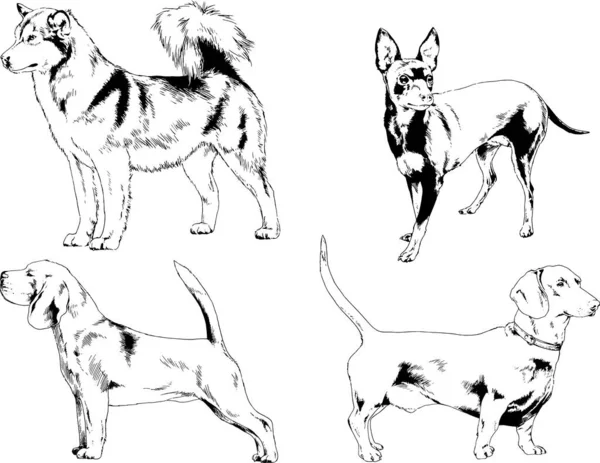 Dessins Vectoriels Croquis Pedigree Chiens Chats Dessinés Encre Main Objets — Image vectorielle