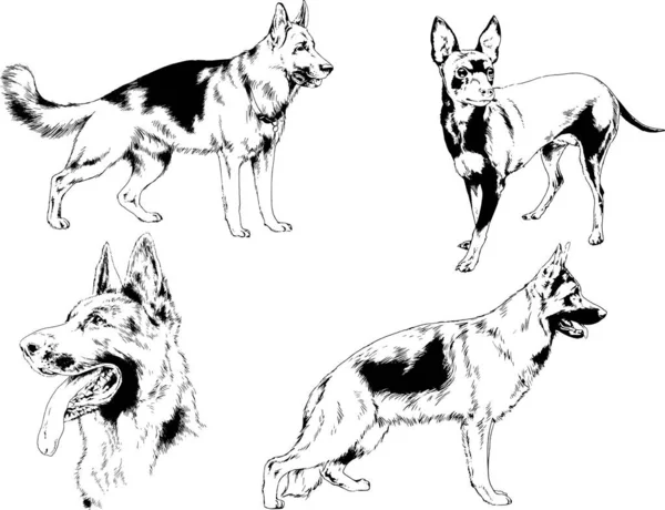 Desenhos Vetoriais Esboços Pedigree Cães Gatos Desenhados Tinta Mão Objetos — Vetor de Stock
