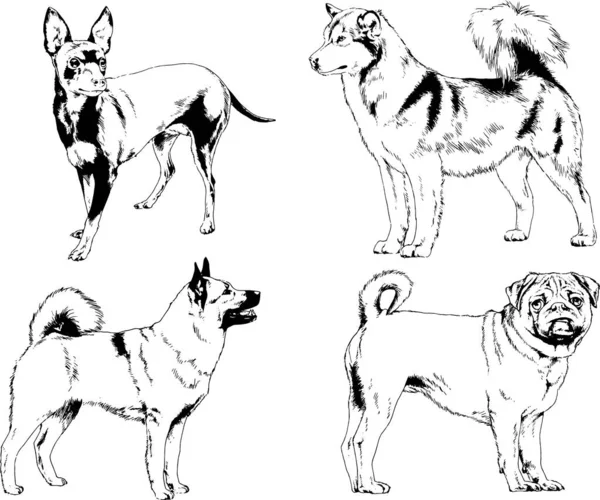 Dessins Vectoriels Croquis Pedigree Chiens Chats Dessinés Encre Main Objets — Image vectorielle