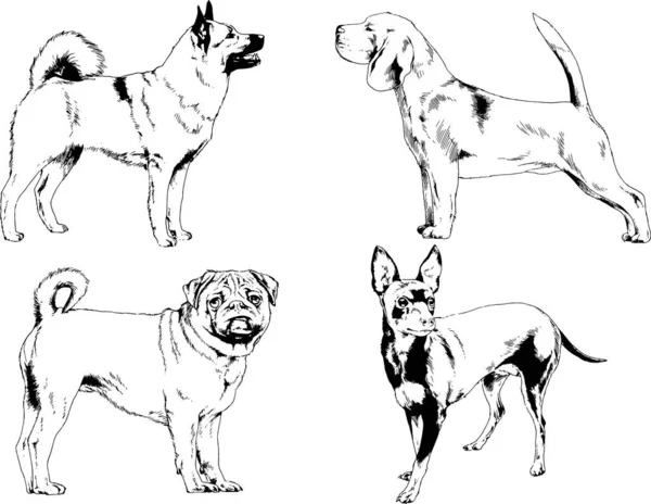 Dibujos Vectoriales Bocetos Pedigrí Perros Gatos Dibujados Tinta Mano Objetos — Archivo Imágenes Vectoriales