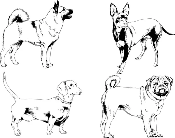 Dibujos Vectoriales Bocetos Pedigrí Perros Gatos Dibujados Tinta Mano Objetos — Vector de stock