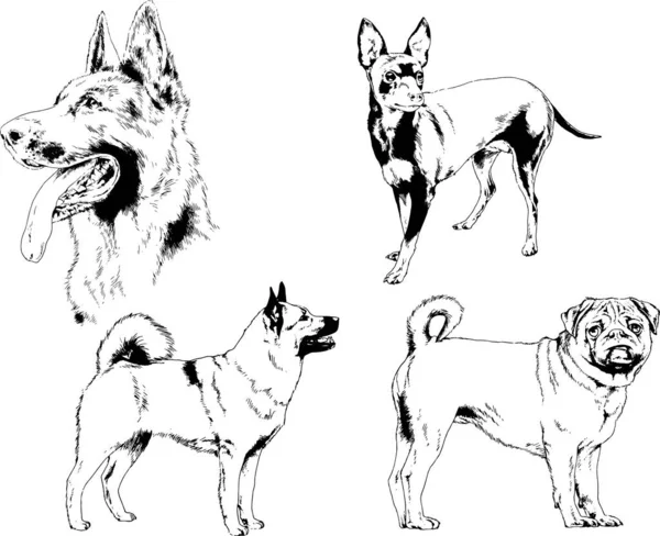 Dessins Vectoriels Croquis Pedigree Chiens Chats Dessinés Encre Main Objets — Image vectorielle