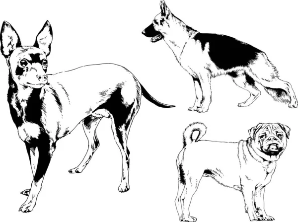 Dibujos Vectoriales Bocetos Pedigrí Perros Gatos Dibujados Tinta Mano Objetos — Archivo Imágenes Vectoriales