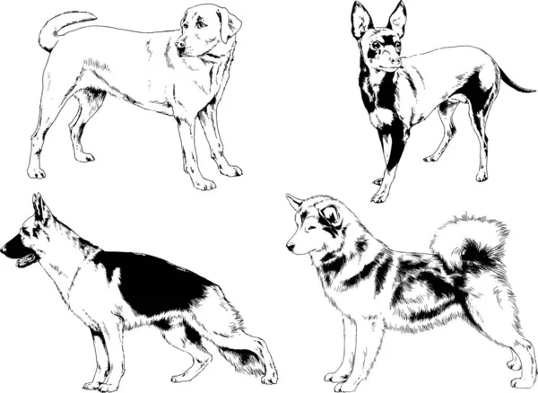 Desenhos Vetoriais Esboços Pedigree Cães Gatos Desenhados Tinta Mão Objetos —  Vetores de Stock