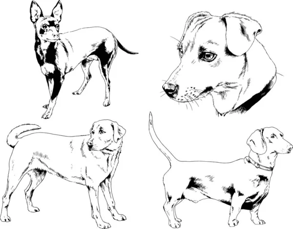 Desenhos Vetoriais Esboços Pedigree Cães Gatos Desenhados Tinta Mão Objetos — Vetor de Stock