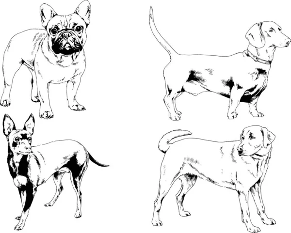 Rysunki Wektorowe Szkice Rodowód Psy Koty Narysowane Atramentem Ręcznie Obiekty — Wektor stockowy