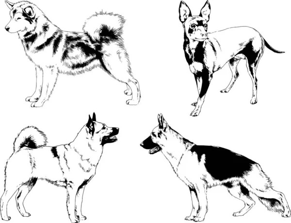 Desenhos Vetoriais Esboços Pedigree Cães Gatos Desenhados Tinta Mão Objetos —  Vetores de Stock