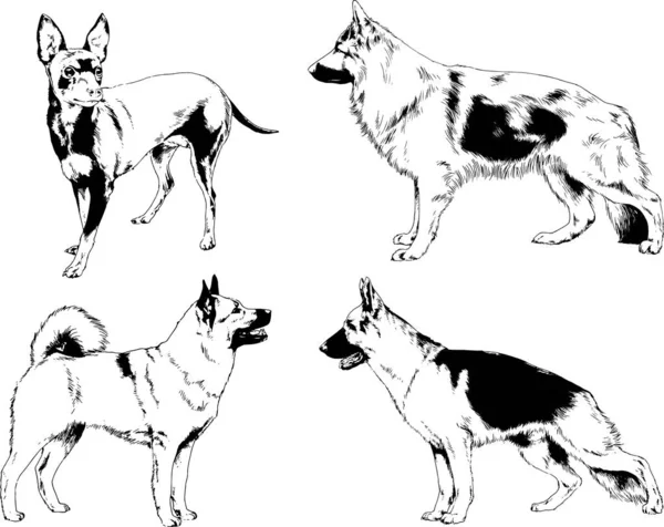 Dibujos Vectoriales Bocetos Pedigrí Perros Gatos Dibujados Tinta Mano Objetos — Vector de stock