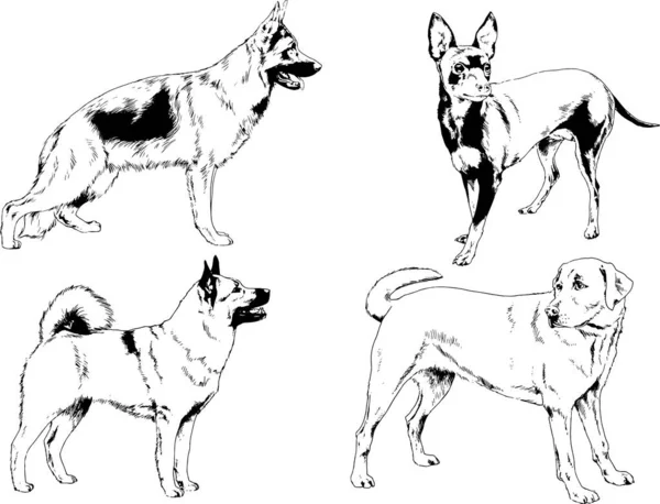 Desenhos Vetoriais Esboços Pedigree Cães Gatos Desenhados Tinta Mão Objetos —  Vetores de Stock