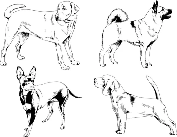 Dibujos Vectoriales Bocetos Pedigrí Perros Gatos Dibujados Tinta Mano Objetos — Vector de stock