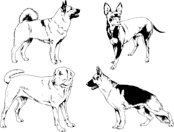 Dessins Vectoriels Croquis Pedigree Chiens Chats Dessinés Encre Main Objets — Image vectorielle