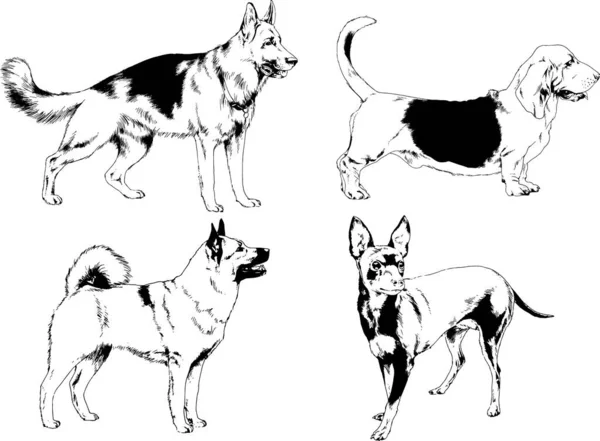 ベクターの絵は手描きでインクで描いた血統の犬や猫 背景のないもの — ストックベクタ