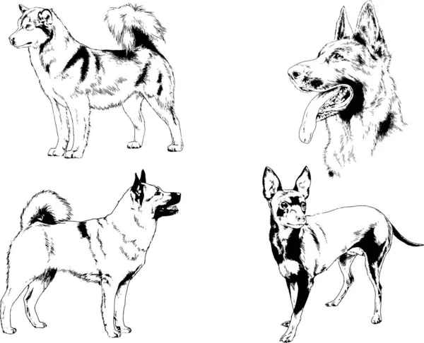 Desenhos Vetoriais Esboços Pedigree Cães Gatos Desenhados Tinta Mão Objetos —  Vetores de Stock