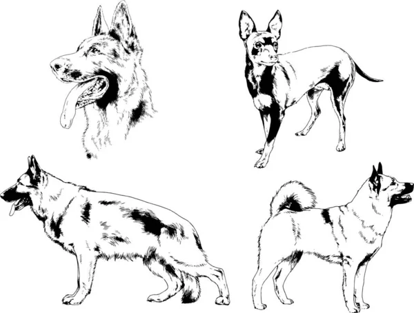 Dibujos Vectoriales Bocetos Pedigrí Perros Gatos Dibujados Tinta Mano Objetos — Archivo Imágenes Vectoriales