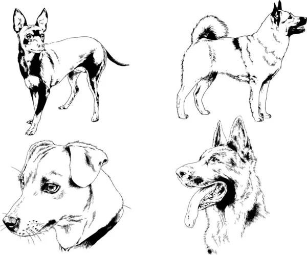 Desenhos Vetoriais Esboços Pedigree Cães Gatos Desenhados Tinta Mão Objetos —  Vetores de Stock