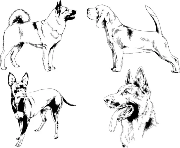 Desenhos Vetoriais Esboços Pedigree Cães Gatos Desenhados Tinta Mão Objetos —  Vetores de Stock