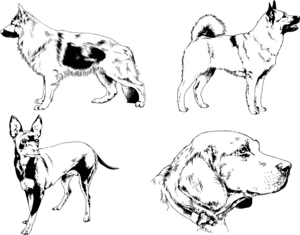 ベクターの絵は手描きでインクで描いた血統の犬や猫 背景のないもの — ストックベクタ