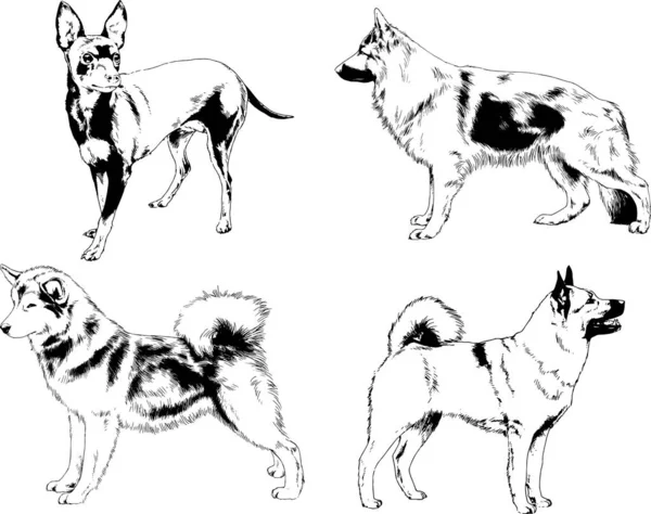 Desenhos Vetoriais Esboços Pedigree Cães Gatos Desenhados Tinta Mão Objetos —  Vetores de Stock