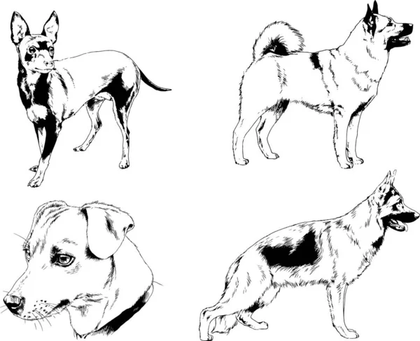 Dessins Vectoriels Croquis Pedigree Chiens Chats Dessinés Encre Main Objets — Image vectorielle