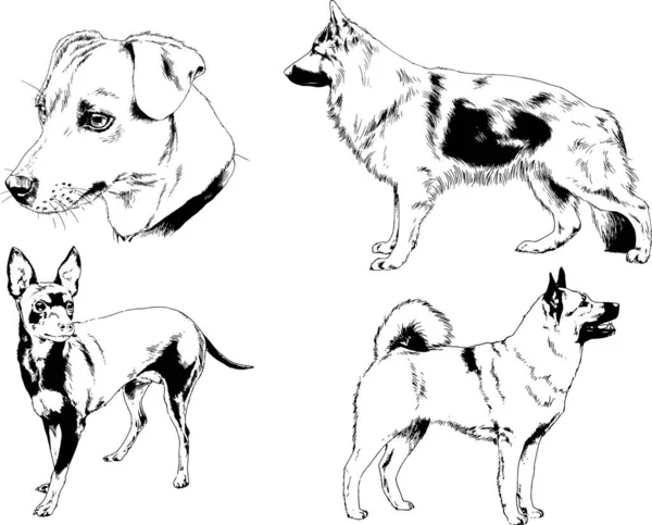 ベクターの絵は手描きでインクで描いた血統の犬や猫 背景のないもの — ストックベクタ