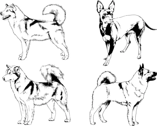 Dibujos Vectoriales Bocetos Pedigrí Perros Gatos Dibujados Tinta Mano Objetos — Archivo Imágenes Vectoriales