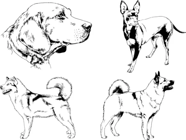 Vektorzeichnungen Skizzen Stammbaum Hunde Und Katzen Mit Tusche Von Hand — Stockvektor