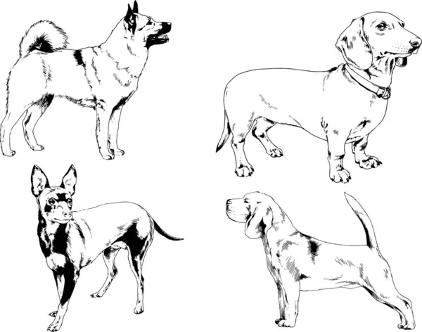 Desenhos Vetoriais Esboços Pedigree Cães Gatos Desenhados Tinta Mão Objetos — Vetor de Stock