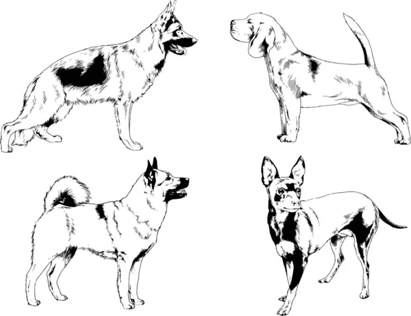 ベクターの絵は手描きでインクで描いた血統の犬や猫 背景のないもの — ストックベクタ