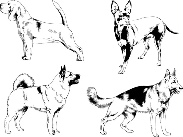 Dibujos Vectoriales Bocetos Pedigrí Perros Gatos Dibujados Tinta Mano Objetos — Vector de stock