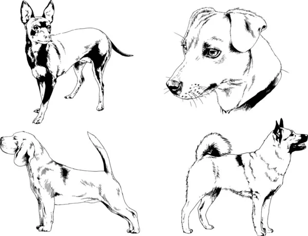 Dessins Vectoriels Croquis Pedigree Chiens Chats Dessinés Encre Main Objets — Image vectorielle