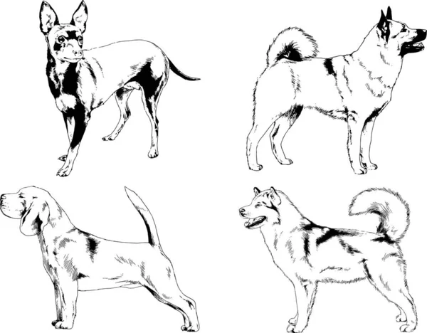 Desenhos Vetoriais Esboços Pedigree Cães Gatos Desenhados Tinta Mão Objetos — Vetor de Stock