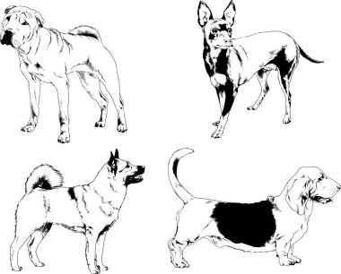 Vektör çizimleri, arka planı olmayan nesneler, mürekkeple çizilmiş soylu köpek ve kedileri çizer.