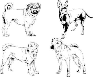 Vektör çizimleri, arka planı olmayan nesneler, mürekkeple çizilmiş soylu köpek ve kedileri çizer.