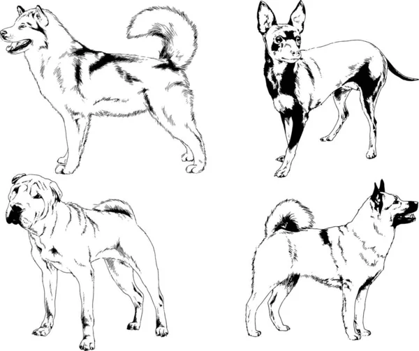 Desenhos Vetoriais Esboços Pedigree Cães Gatos Desenhados Tinta Mão Objetos —  Vetores de Stock