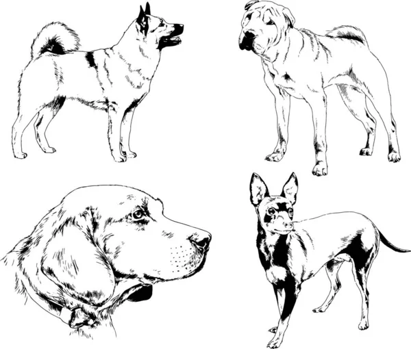 Desenhos Vetoriais Esboços Pedigree Cães Gatos Desenhados Tinta Mão Objetos — Vetor de Stock