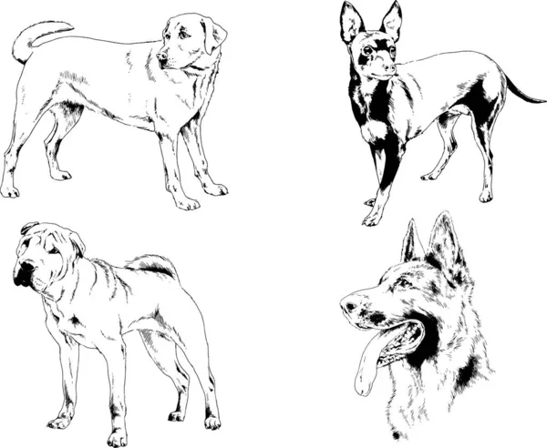 Desenhos Vetoriais Esboços Pedigree Cães Gatos Desenhados Tinta Mão Objetos —  Vetores de Stock