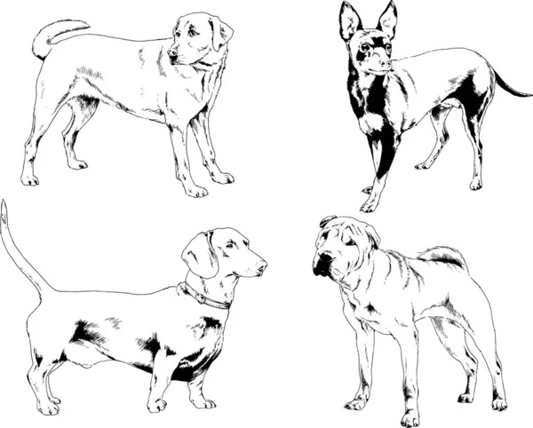 Vektorzeichnungen Skizzen Stammbaum Hunde Und Katzen Mit Tusche Von Hand — Stockvektor