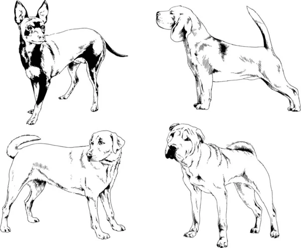 ベクターの絵は手描きでインクで描いた血統の犬や猫 背景のないもの — ストックベクタ