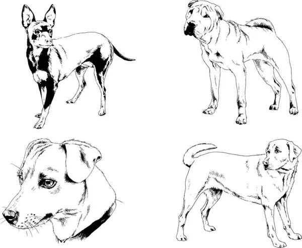 Dibujos Vectoriales Bocetos Pedigrí Perros Gatos Dibujados Tinta Mano Objetos — Archivo Imágenes Vectoriales