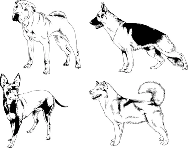 Desenhos Vetoriais Esboços Pedigree Cães Gatos Desenhados Tinta Mão Objetos — Vetor de Stock