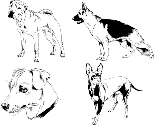 ベクターの絵は手描きでインクで描いた血統の犬や猫 背景のないもの — ストックベクタ