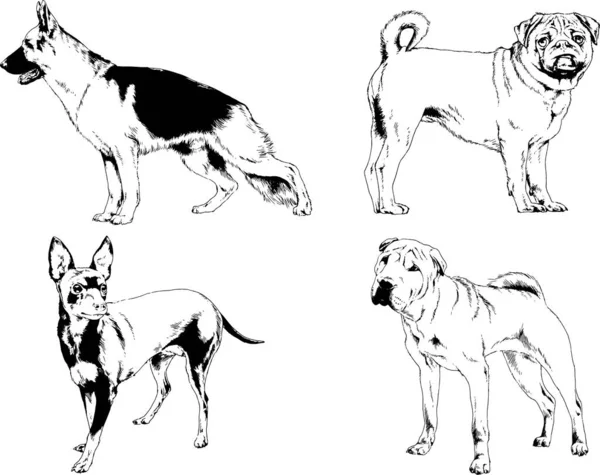 Dibujos Vectoriales Bocetos Pedigrí Perros Gatos Dibujados Tinta Mano Objetos — Archivo Imágenes Vectoriales