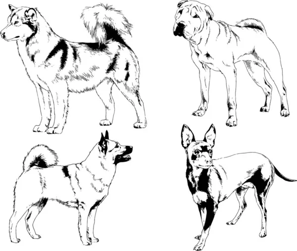 Dibujos Vectoriales Bocetos Pedigrí Perros Gatos Dibujados Tinta Mano Objetos — Archivo Imágenes Vectoriales